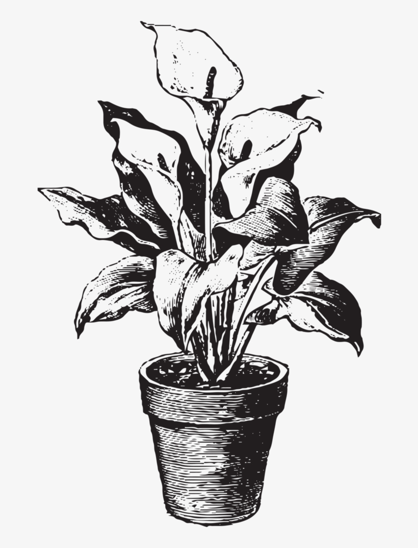 Flowerpot, transparent png #9872715