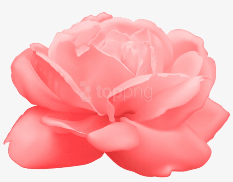 Free Png Download Rose Png Images Background Png Images - White Rose Png, transparent png #9875107