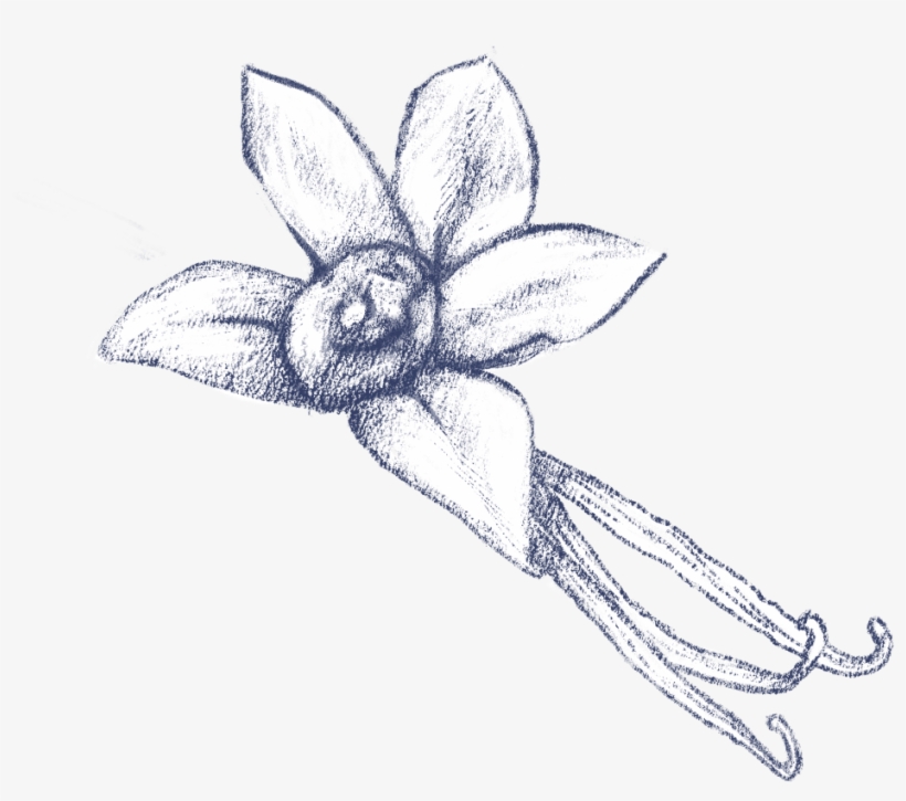 The Usage Of Vanilla Dates Back To The Aztec Era And - Sketch, transparent png #9875262