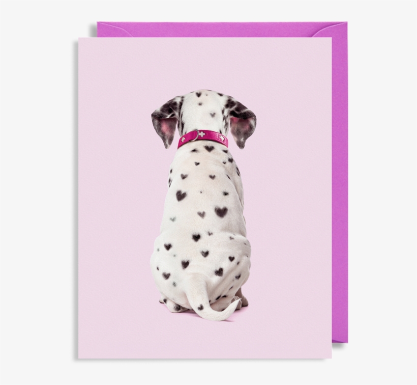 Dalmatian Dog, transparent png #9875681