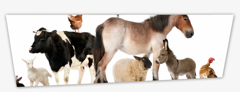 Animal Rentals - Farm Animals Png, transparent png #9876014