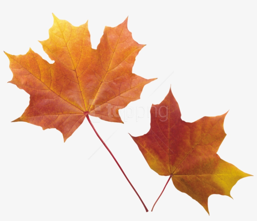 Free Png Autumn Leaf Png Images Transparent - Fall Leaf Transparent Background, transparent png #9879705