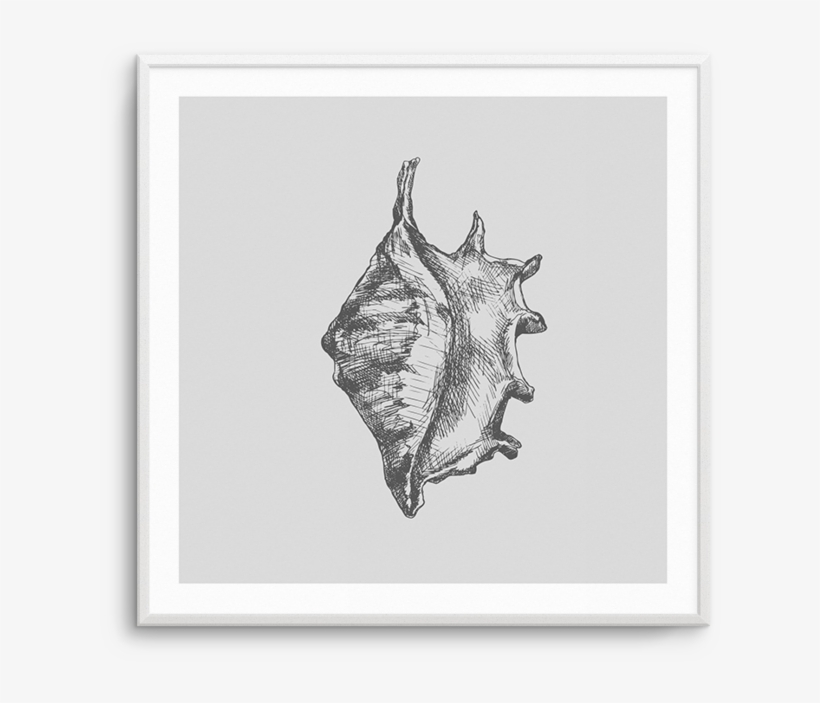 Conch Sq - Conch, transparent png #9879740