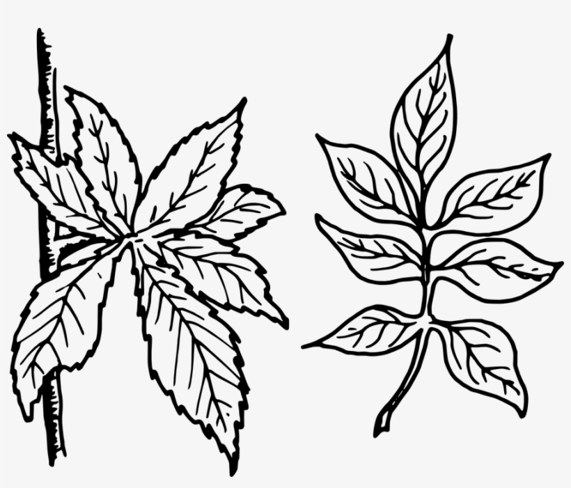 Free Vector Graphic Tree Leaves Leaves Botany Plant - Compound Leaves Clip Art Black And White, transparent png #9879867