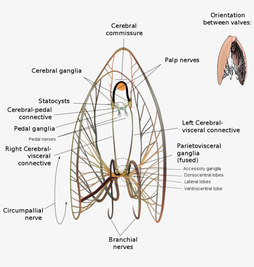 Scallop Anatomy Anatomical Charts & Posters