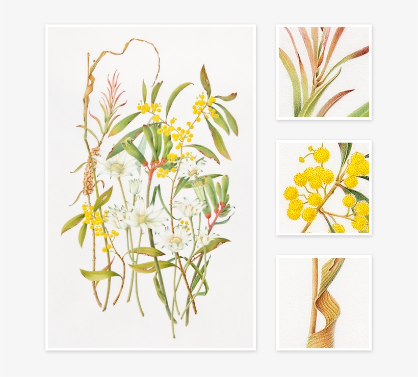 Mixed Flowers - Epidendrum, transparent png #9885103