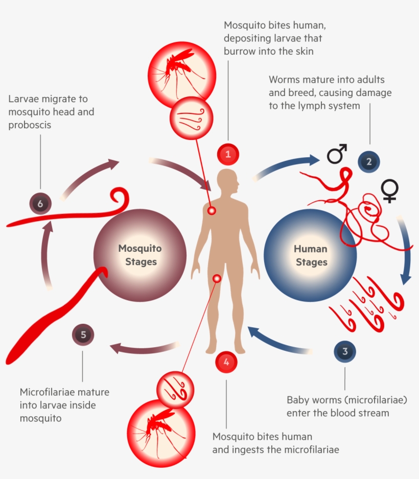 Vector Parasite Human Hair - Life Cycle Of Filaria, transparent png #9886665