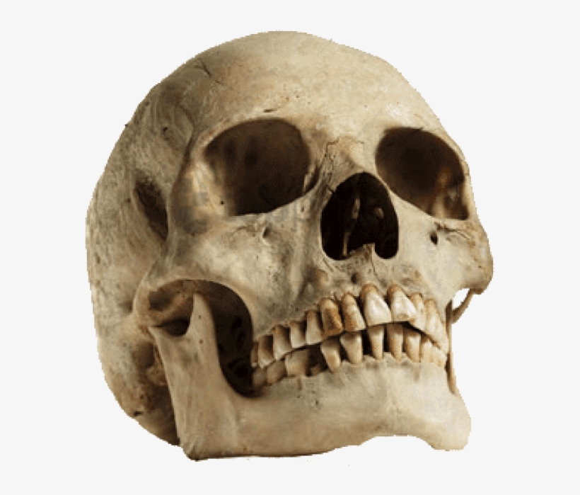 Free Png Download Human Skull Looking Up Png Images - Sagittal Crest On Human Skull, transparent png #9886713