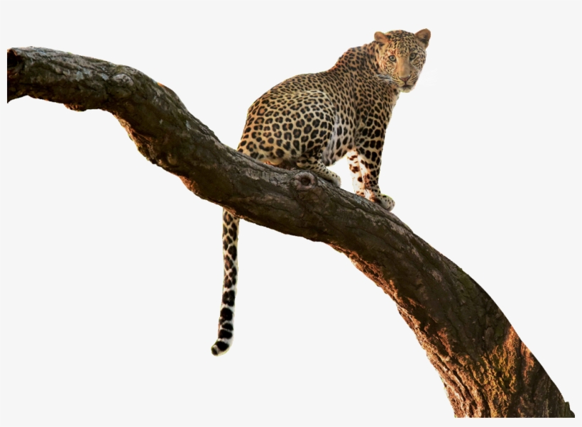 #leopard #cutout #tree #branch ✏ #jungle #overlay #jumminbs - African Leopard, transparent png #9886868