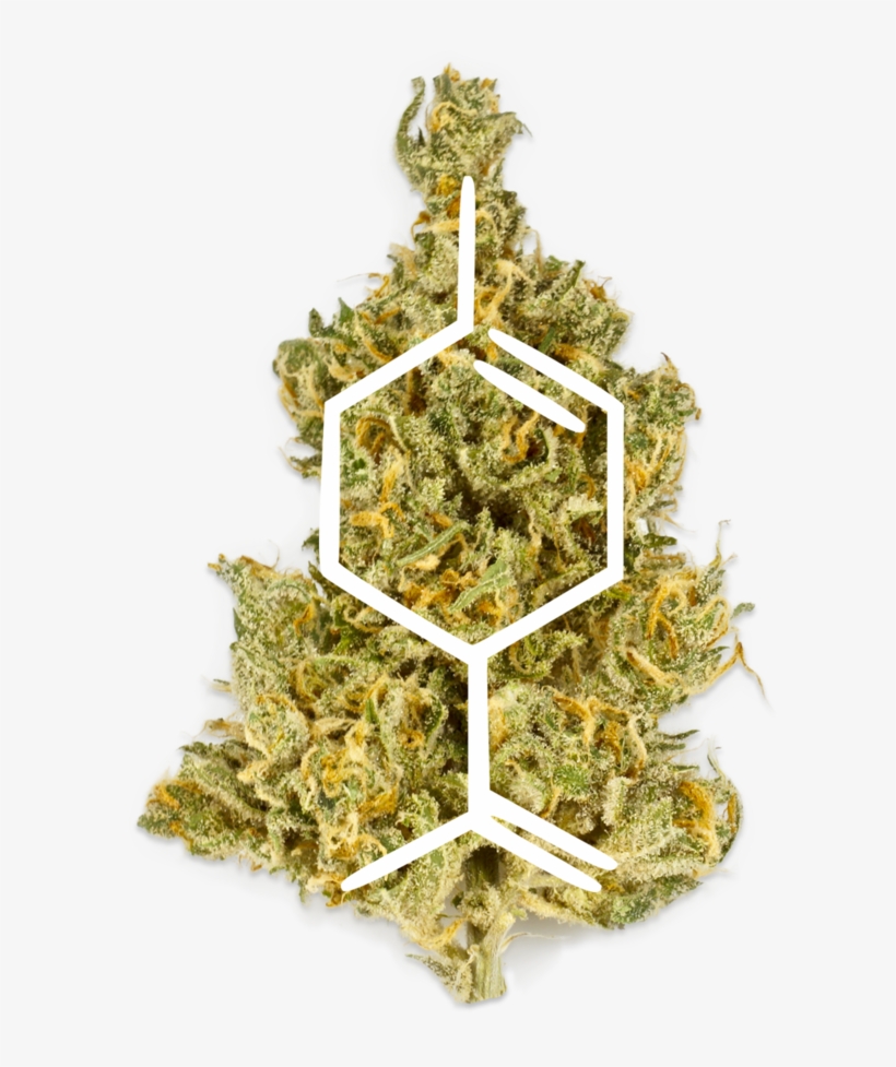 Untitled-1 - Fir, transparent png #9891258