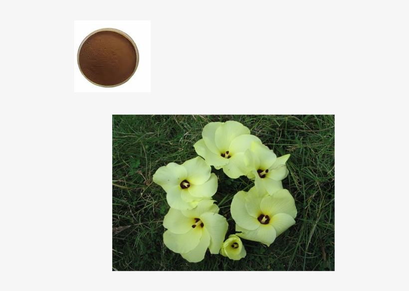 China Hibiscus Plants, China Hibiscus Plants Manufacturers - Gladiolus, transparent png #9891804