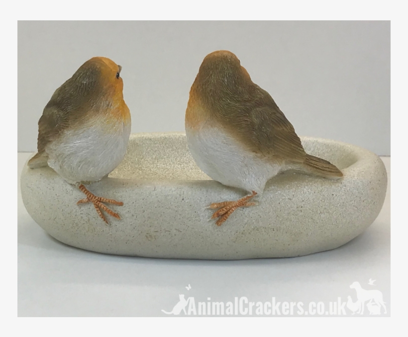 Robin Bird Bath/feeder - European Robin, transparent png #9892622