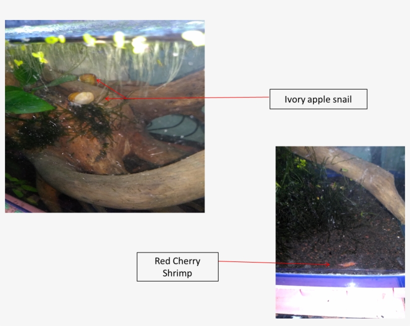 I Also Added A Couple Of Ivory Apple Snails To Help - Sea Cucumber, transparent png #9892677