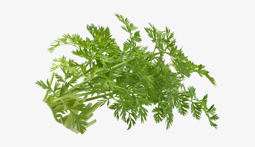 Carrot Sprouts - Carrot, transparent png #9893158
