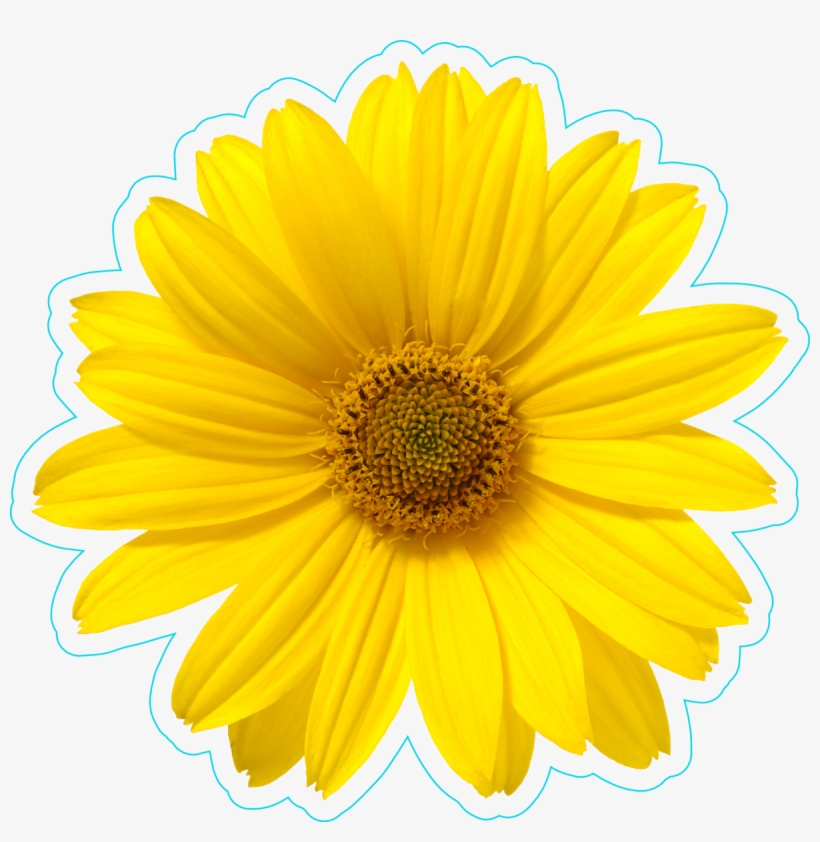 Pretty Yellow Daisy Flower Sticker - One Flower White Background, transparent png #9893319