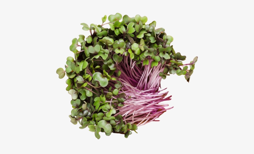Red Cabbage Sprouts - Cabbage Sprouts, transparent png #9893568
