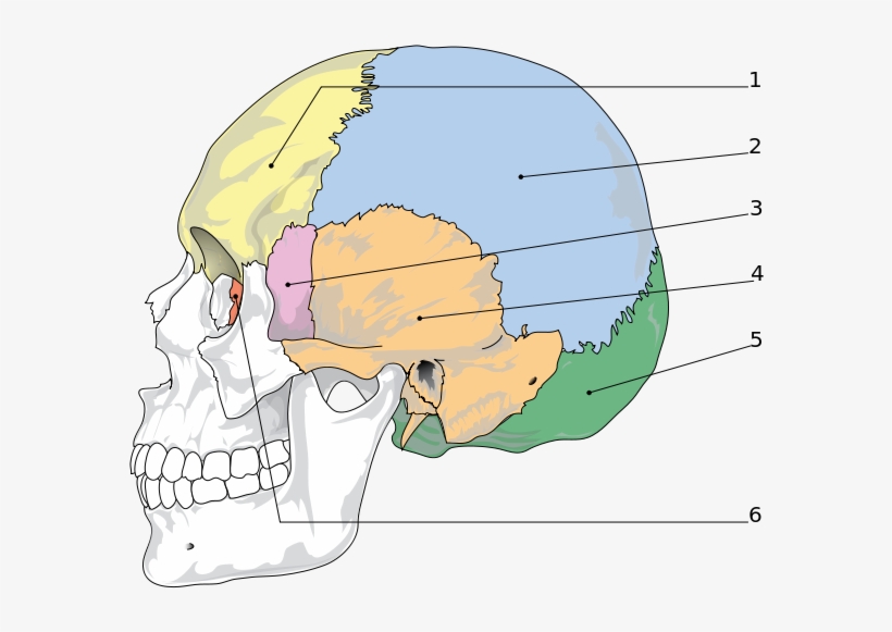 Anatomy Of The Human Skull - Bones Of The Skull, transparent png #9894381