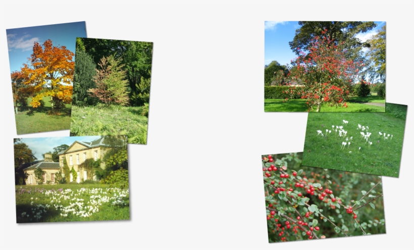 Howick Hall Gardens - Yard, transparent png #9897118