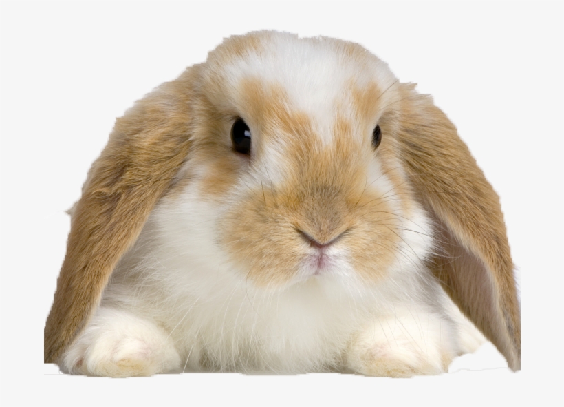 Buy Rabbit, transparent png #9899820