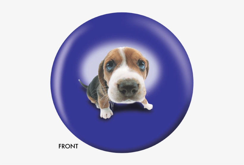 Beagle Bowling Ball, transparent png #990128