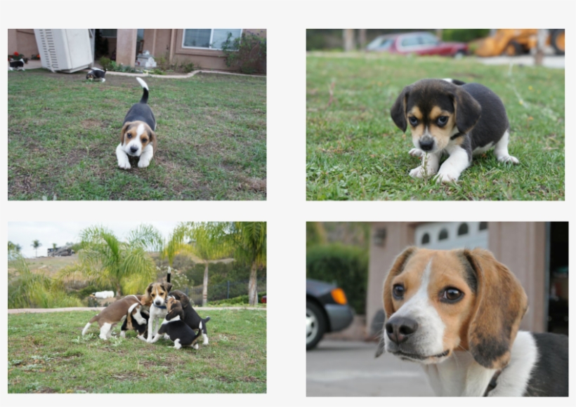 Pocket Beagle Puppy Picture - Dog, transparent png #990151