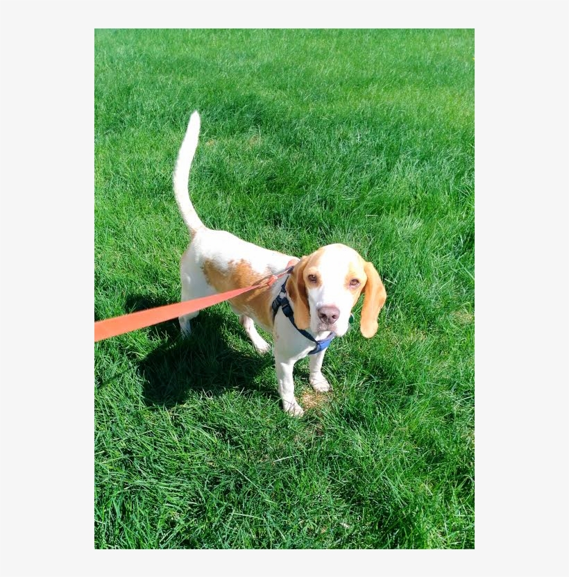 This Is Bolas, A - Beagle-harrier, transparent png #990238