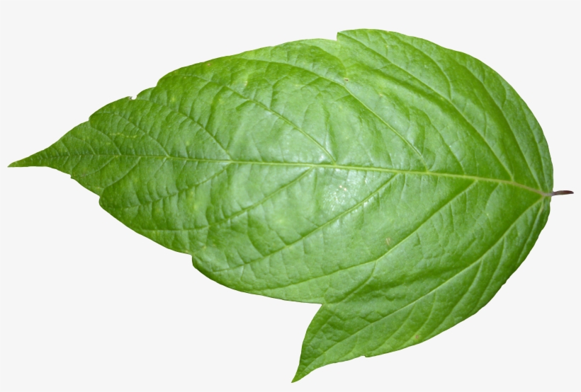 Leaf 06 - Leaf Png, transparent png #990738
