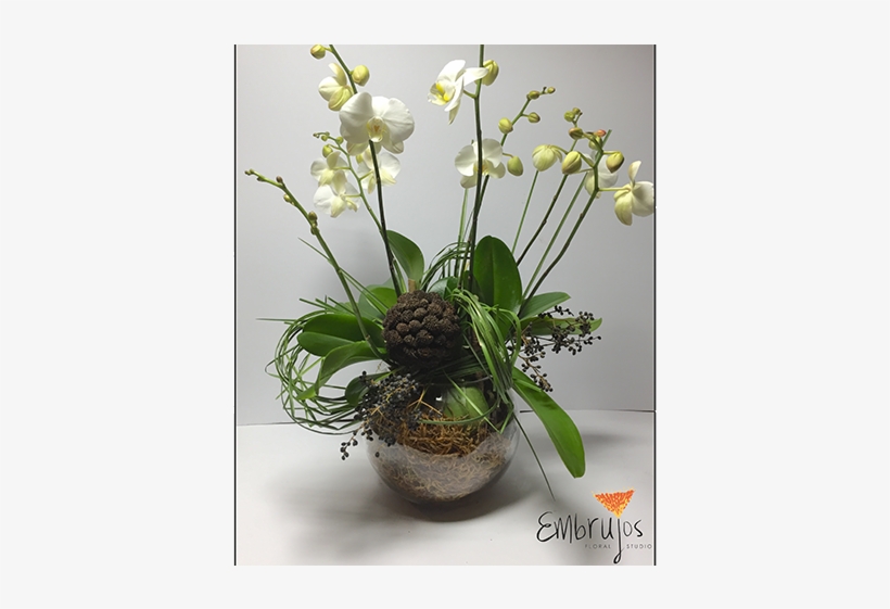 Planta Orquídea/texturas Verdes - Moth Orchid, transparent png #991026