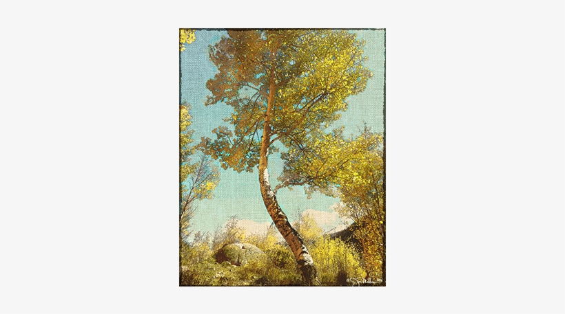 “aspen Tree - Birch, transparent png #991675