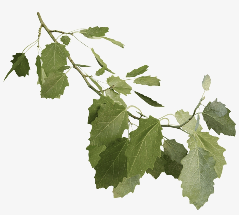 Grey Poplar - Cottonwood, transparent png #991679