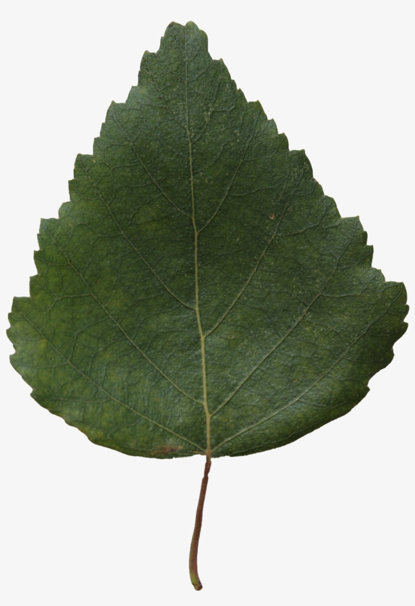 2d Leaves - Birch, transparent png #991706