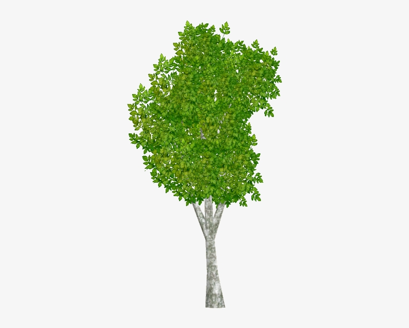 Aspentrembling Jimmyzhoopz - Wavefront .obj File, transparent png #991756