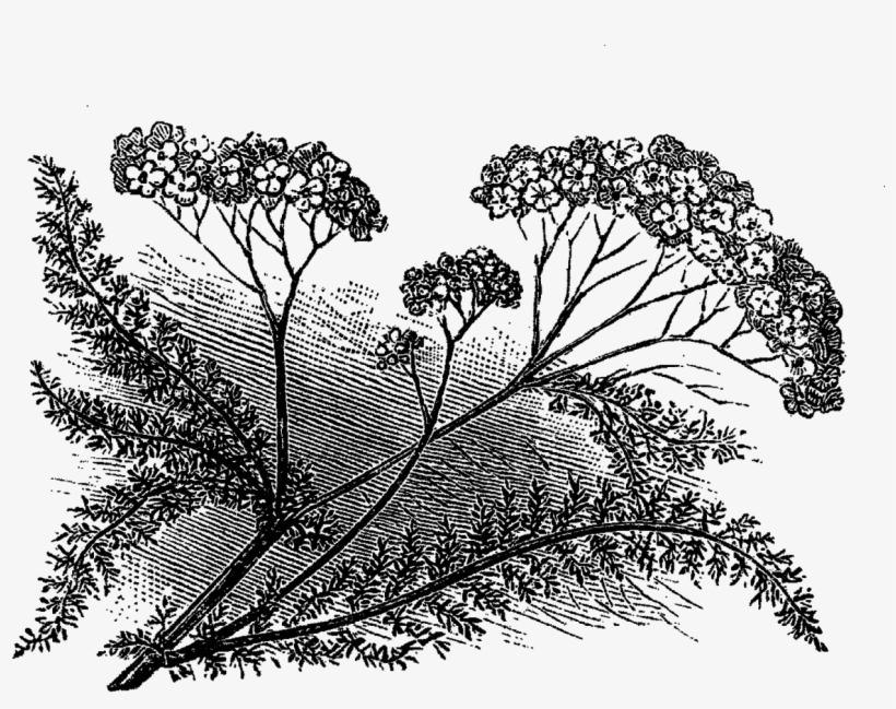 Aspen Drawing Botanical - Vintage Wildflower Illustrations Black And White, transparent png #991779