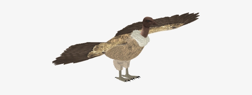 Indian Vulture 1 - Zt2 Ruppell's Vulture, transparent png #991783