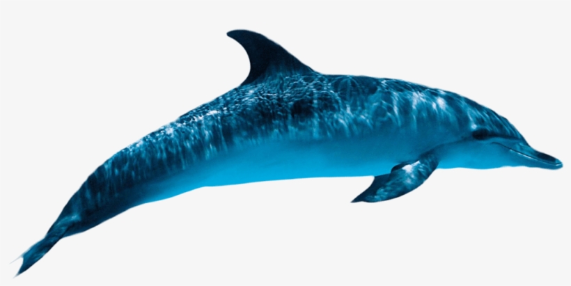 Dolphin Png Picture - Dolphin Png, transparent png #992137
