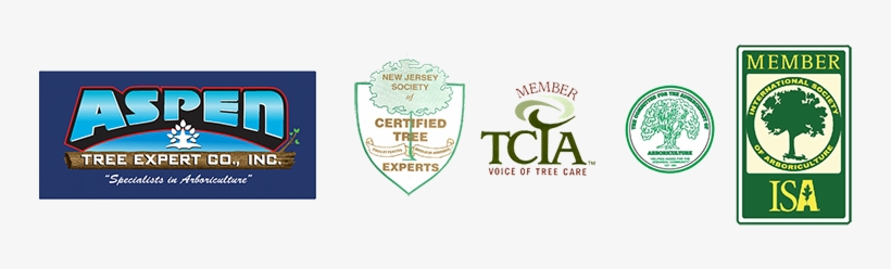 Copyright © 2018 Aspen Tree - International Society Of Arboriculture, transparent png #992312