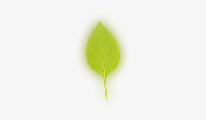 Leaf 4 - American Aspen, transparent png #992328