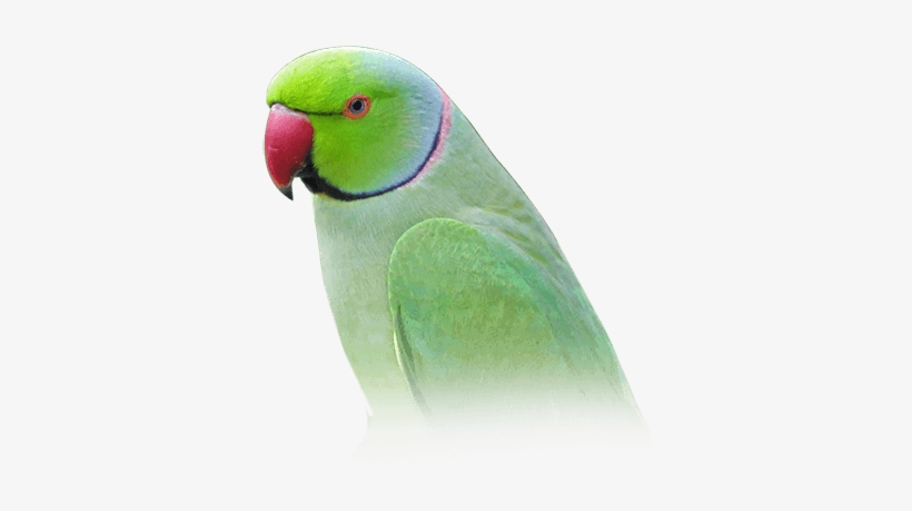Indian Ring-necked Parakeet - Parrot Indian Png, transparent png #992376