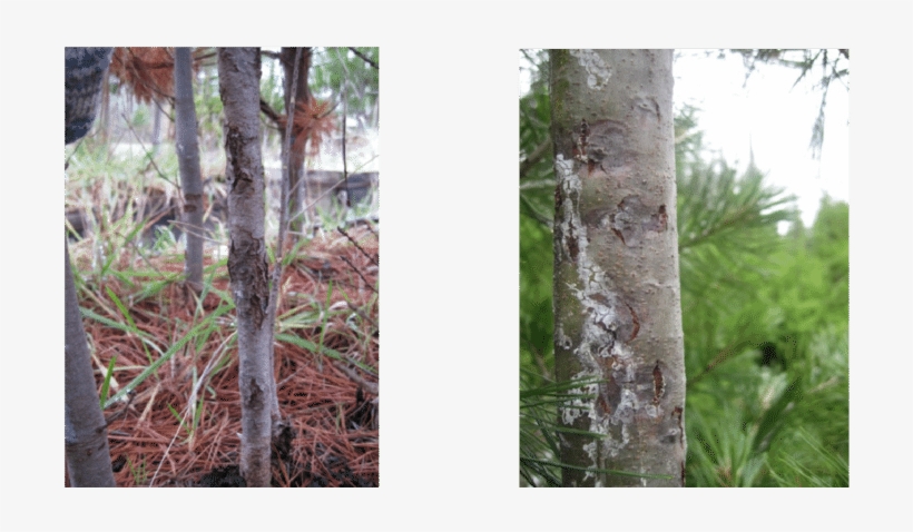 Western White Pine Tree At Dorena Grc With Multiple - Western White Pine, transparent png #992443