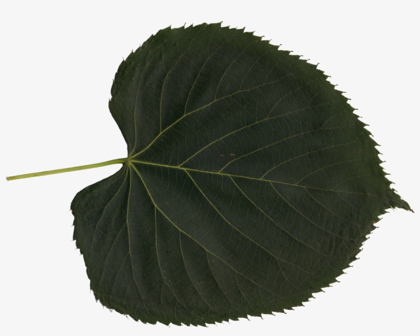 Free Download - Canoe Birch, transparent png #992465