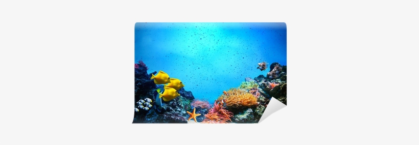 Coral Reef, Fish Groups In Clear Ocean Water Wall Mural - Underwater Scene, transparent png #992538
