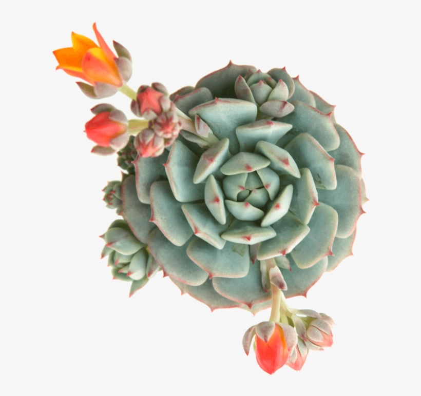 Echeveria Derenbergii 'painted Lady' Succulents Form - Echeveria Succulents, transparent png #994331