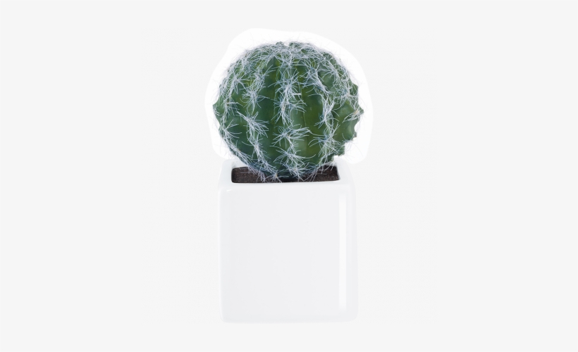 11671000 Asa-selection Deko Cactus Iv - Asa-selection Deko Succulent, transparent png #994506