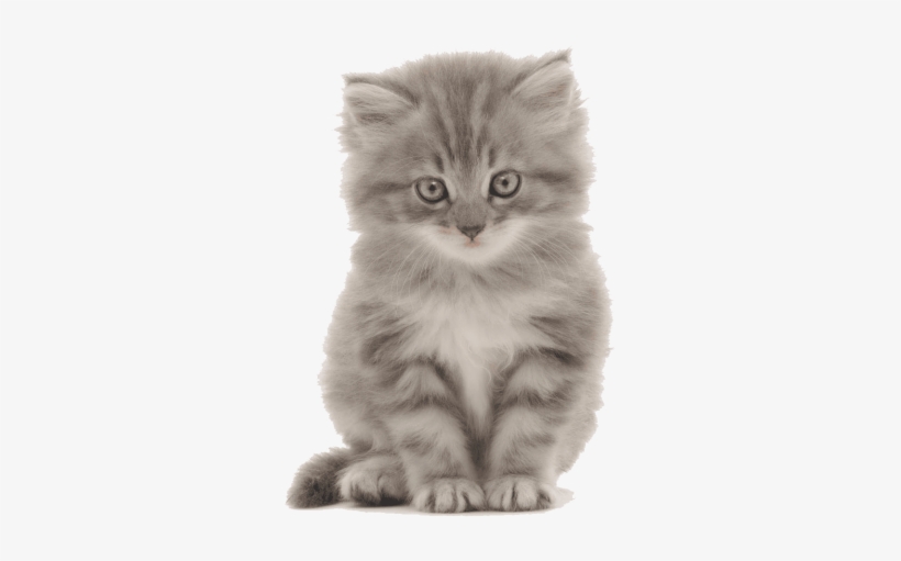 Free Png Cute Kittens Png Images Transparent - Kitten Png, transparent png #994608