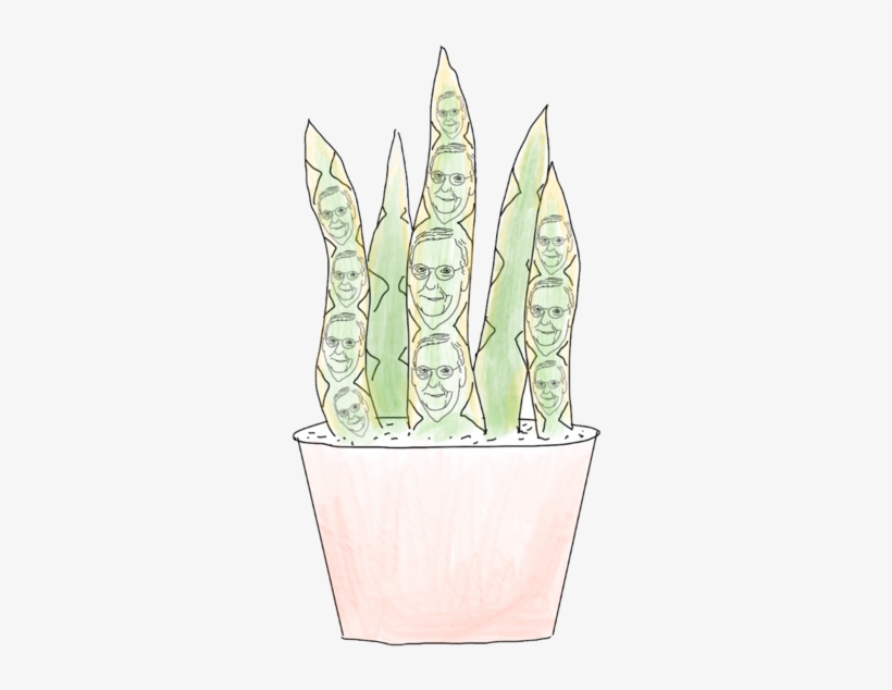 It Is One Of The Most Tolerant, Even Among Succulents, - Horticulture, transparent png #994632