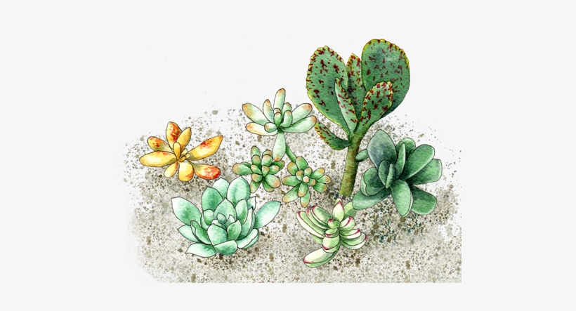 Succulents - Succulent Plant, transparent png #994655