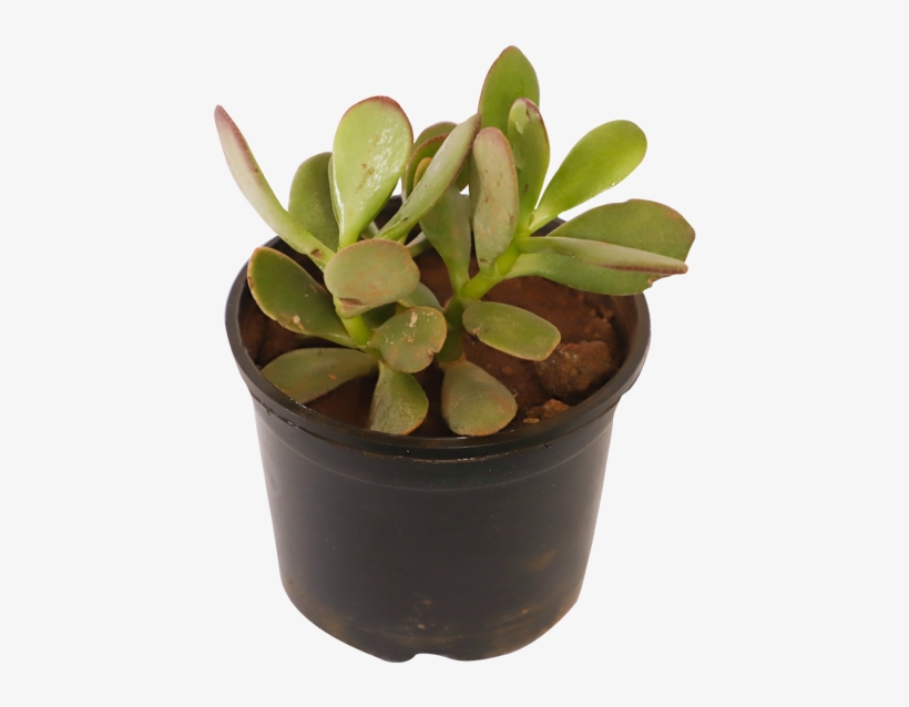 Plants, transparent png #994680