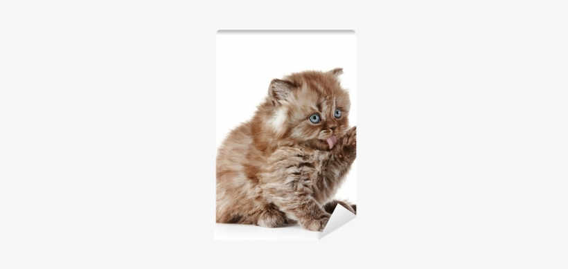 British Kitten Wall Mural - Kitten, transparent png #994681