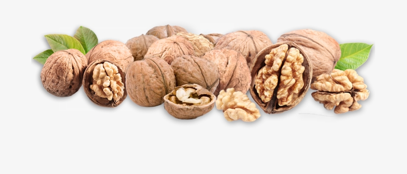 Download - Outdoor Plants Quality Walnut Seeds Fruit Tree Seeds, transparent png #994696