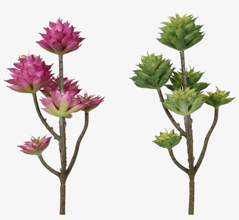 Pink Green Succulents - Succulent Plant, transparent png #994714